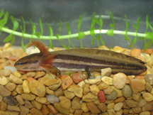 Ambystoma Cingulatum