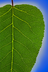 Black cottonwood (Populus trichocarpa)