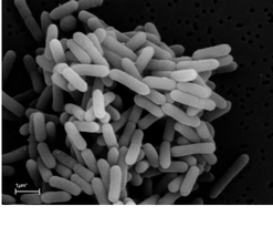 Researchers at the Department of Energy's BioEnergy Science Center analyzed the genomes of eight species of bacteria from the genus Caldicellulosiruptor, which could aid in the production of next-generation biofuels. 