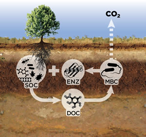 Oak Ridge National Laboratory's new carbon cycling model could help scientists understand the role of soil in climate change by tracking the microbial processes that break down carbon-rich materials.