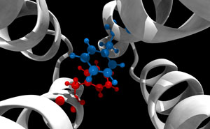 Red and blue molecules represent a conformational switch essential to the signaling mechanism of an E. coli chemoreceptor that researchers discovered using computational molecular dynamics simulations. Image credit: Davi Ortega