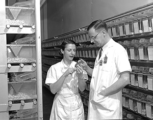 William and Liane Russell in the early days of Oak Ridge National Laboratory's Mouse House. Liane Russell has published a history of the famed mammalian genetics facility.
