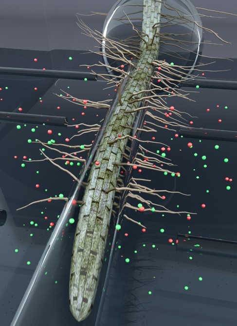 ORNL Image
