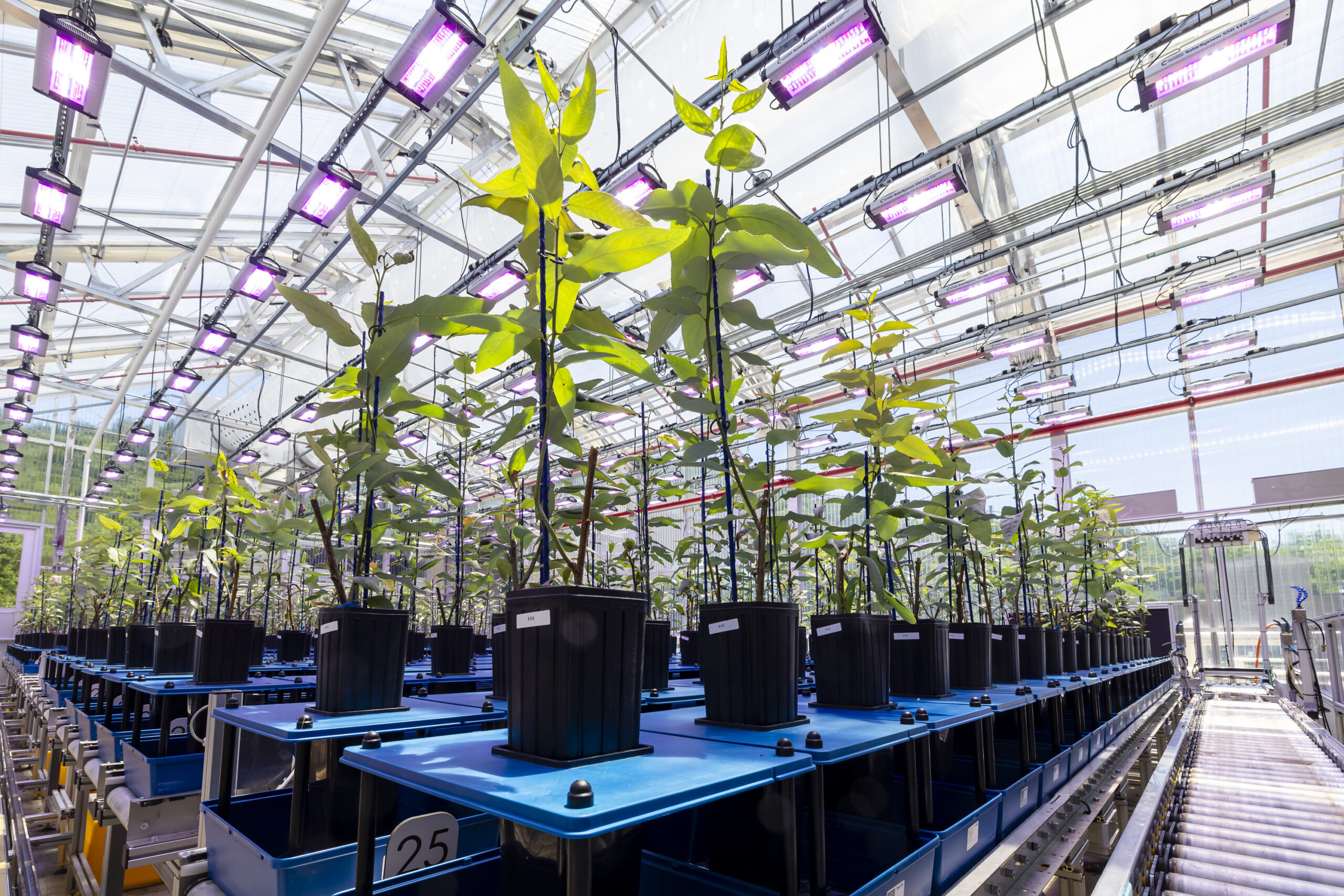 Poplar plants in high-tech greenhouse with purple lights overhead