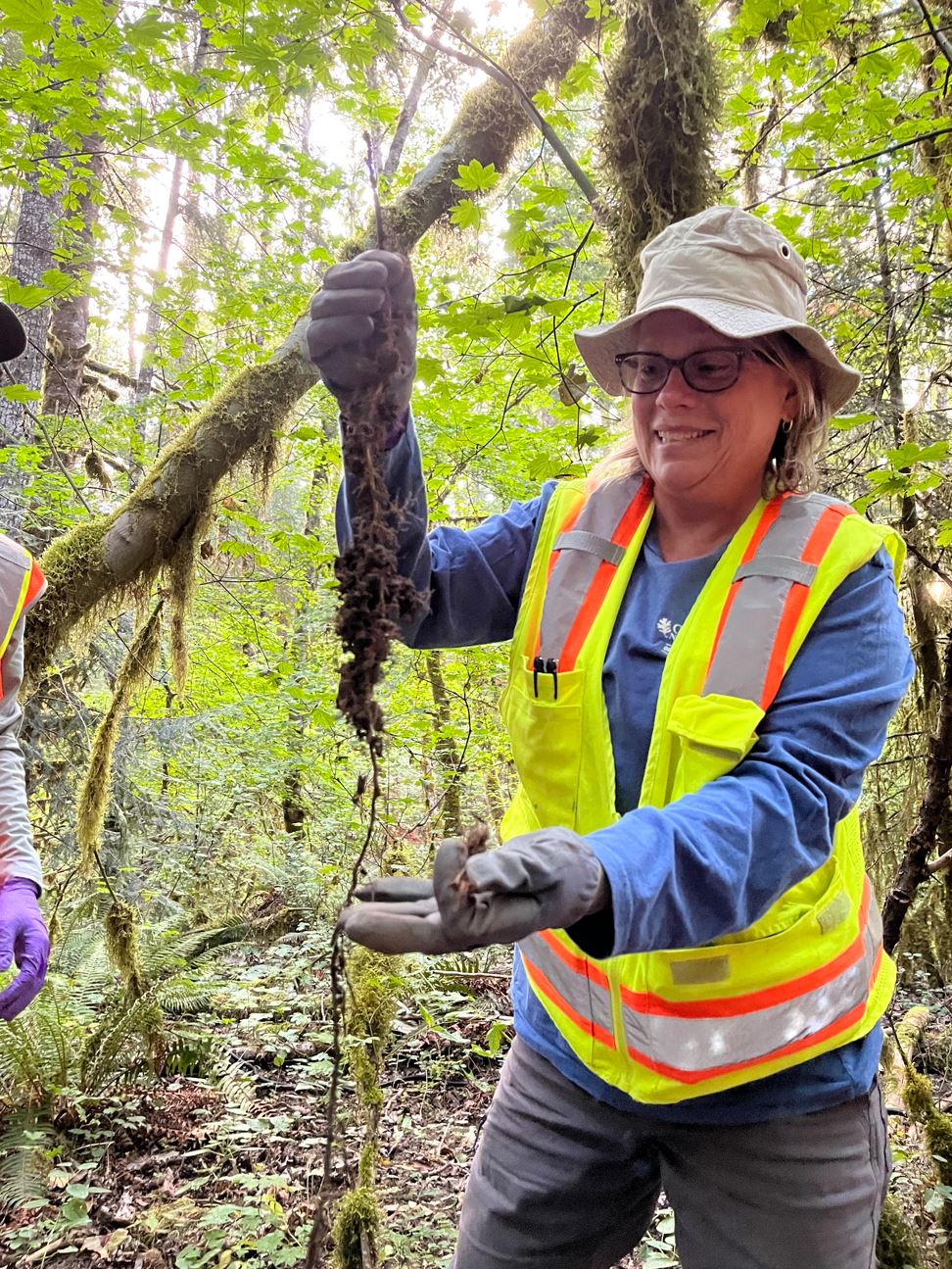 Woman in bucket hat, glasses and yellow safety vest holds the root of a plant in her right hand.