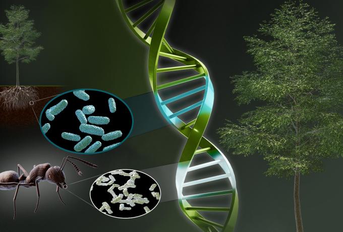 graphic representation of chimeric genes