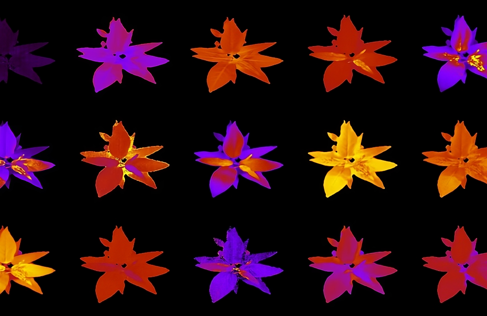 phenotyping with chlorophyll flourescing