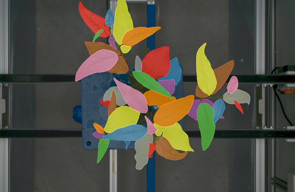 rendering of phenotyping segmented plants