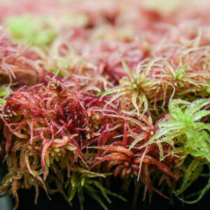 Researchers develop new method to analyze proteins in ecologically significant moss featured image