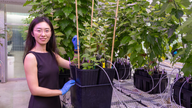 Mengjun Shu, an R&D Associate Staff Member in ORNL's Biosciences Division, stands among greenhouse-grown poplar trees at the Advanced Plant Phenotyping Laboratory while examining plant growth and development.
