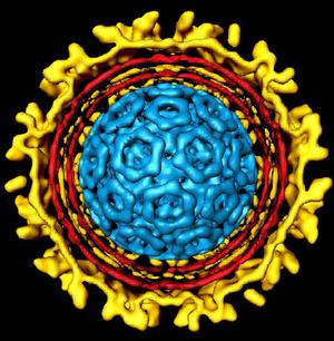 Neutrons go viral at ORNL