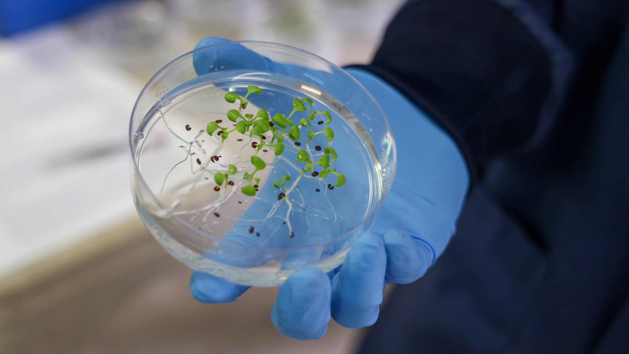 Blue-gloved hands hold a clear petri dish containing young pennycress seedlings with visible roots during laboratory research at ORNL.