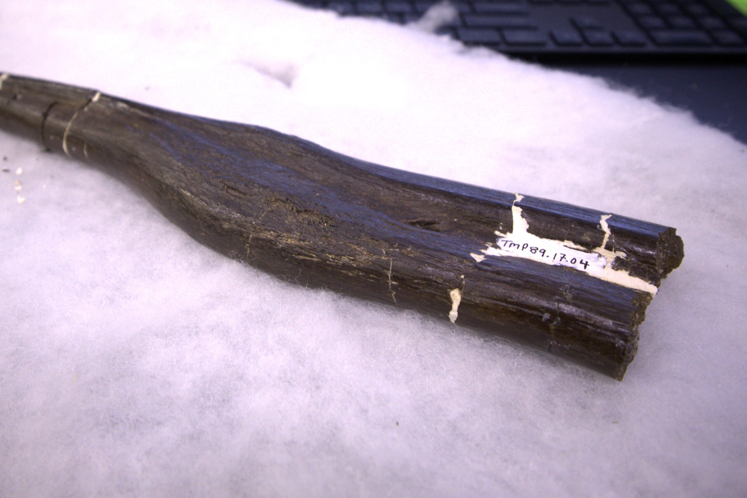 fossil