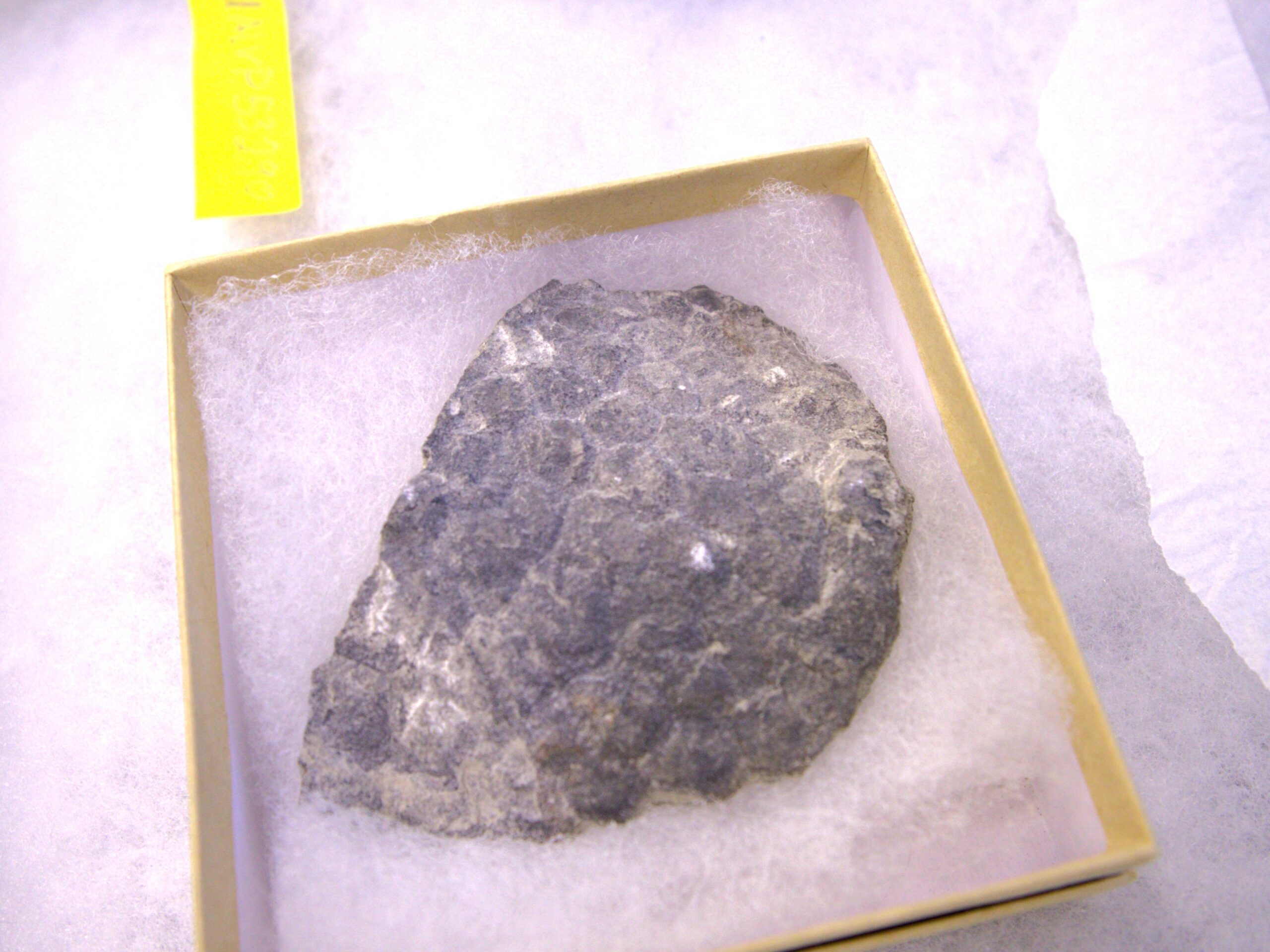 MARS beam line dino bone