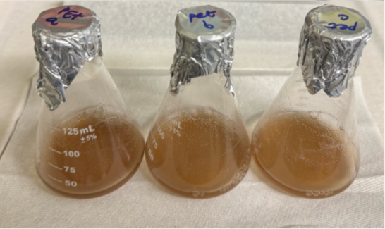 Three flasks containing liquid produced during microbial conversion of PET plastic waste.